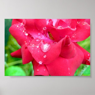 Droplets on Petals Poster