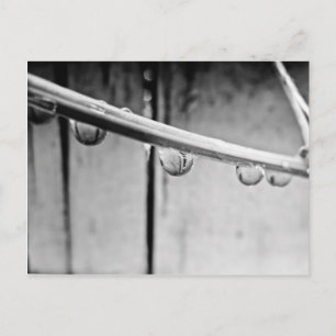 Droplets on Vine Postcard
