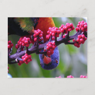 Dropping in for a snack - Rainbow Lorikeet Postcard