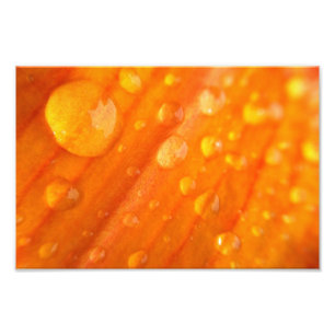 Drops On Bright Orange Flower Photo Print