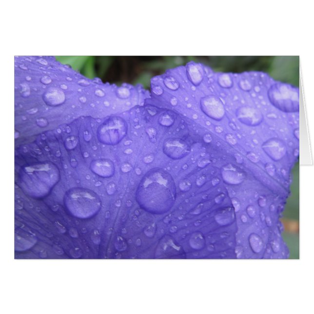 Drops on Purple Iris (Front Horizontal)