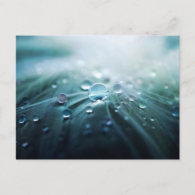 Drops Postcard (Front)