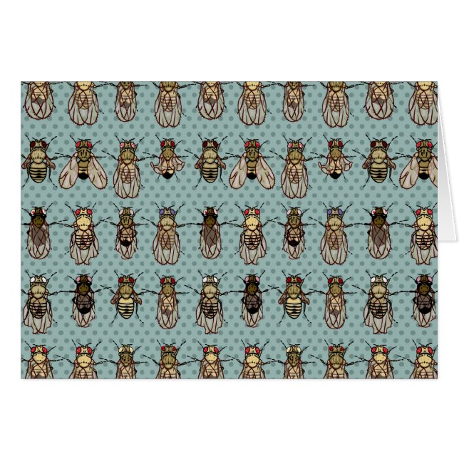 Drosophila Fruit Fly Genetics (Front Horizontal)