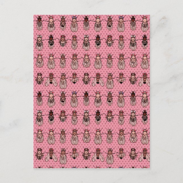 Drosophila Fruit Fly Genetics - mutants - Pink Postcard (Front)