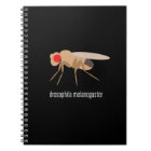 Drosophila Lab Notebook