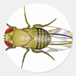 drosophila melanogaster classic round sticker