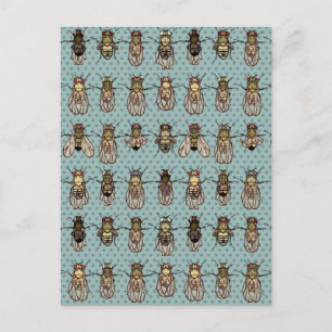 Drosophila mutants postcard