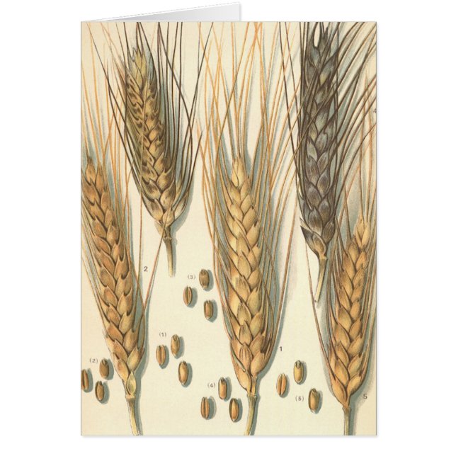 Drought Resistant Wheat Plant, Vintage Agriculture (Front)