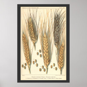 Drought Resistant Wheat Plant, Vintage Agriculture Poster