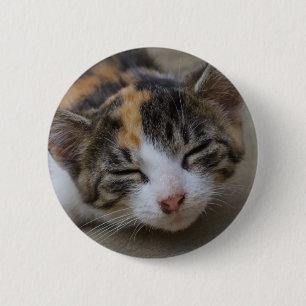 Drowsing Calico Kitten 6 Cm Round Badge
