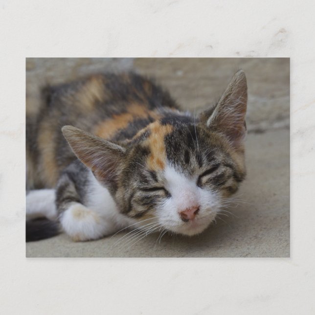 Drowsing Calico Kitten Postcard (Front)