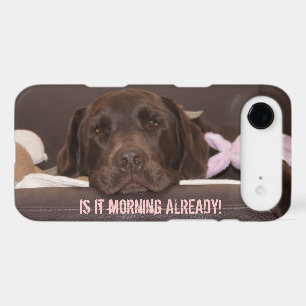 Drowsy Chocolate Lab Photo Close Up