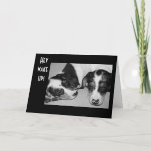 DROWSY DACHSHUNDS 40th BIRTHDAY Card