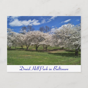Druid Hill Park in the Spring Postcard