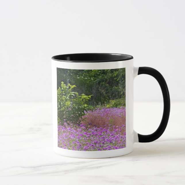 Drummond Phlox, Phlox drummondi, Hilton Head Mug (Right)