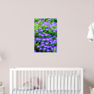 Drummond's clematis - a cute little blue flower poster