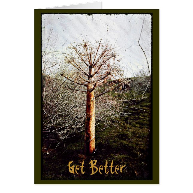 Dry Ferula Plant (Front)