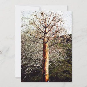 Dry Ferula Plant Holiday Card