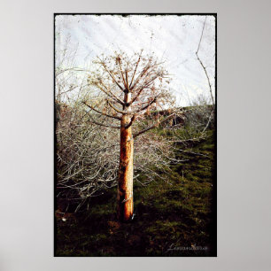 Dry Ferula Plant in Tajikistan Poster