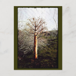 Dry Ferula Plant Postcard
