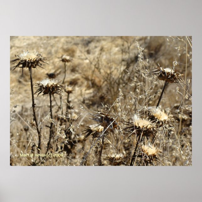 Dry Grass Poster (Front)