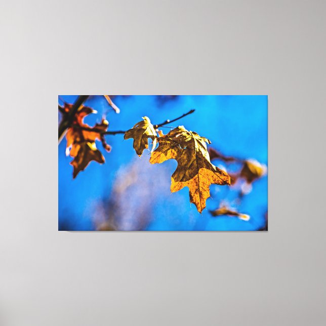Dry oak leaf - Spring is nor far off Canvas Print (Front)