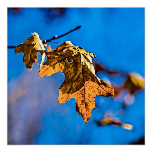 Dry oak leaf - Spring is nor far off Poster (Front)
