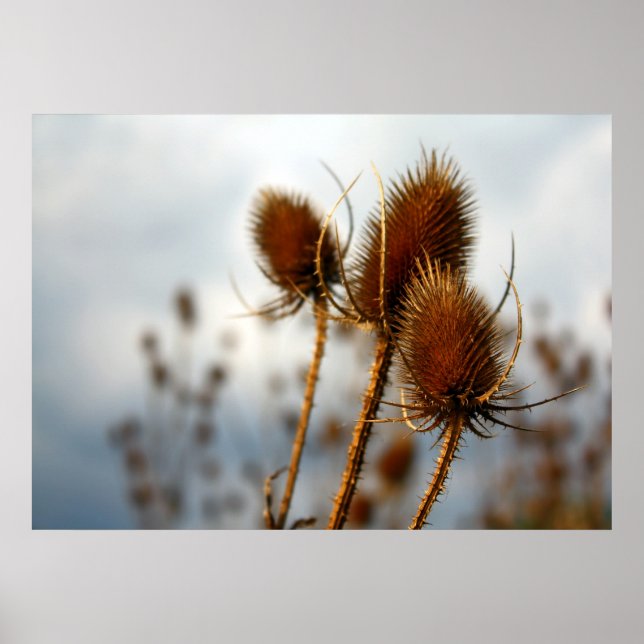 dry thistles poster (Front)