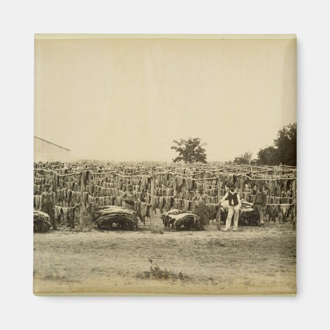 Drying leather, Argentina (albumen print on card) Magnet (Front)