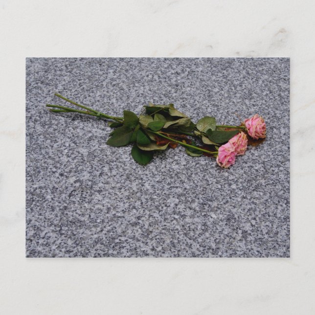 drying pink roses postcard (Front)