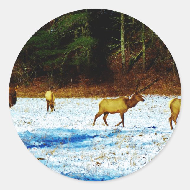 DSC00131.JPG CLASSIC ROUND STICKER (Front)