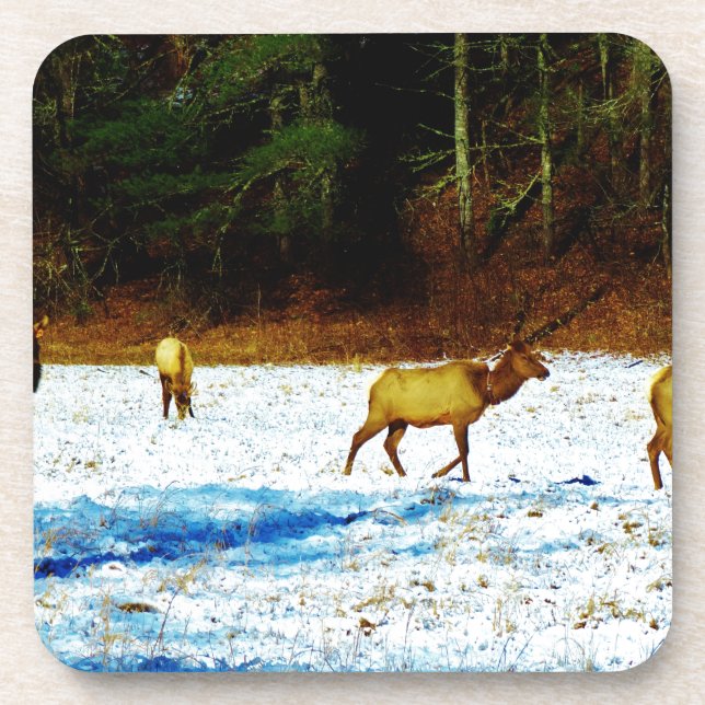 DSC00131.JPG COASTER (Front)