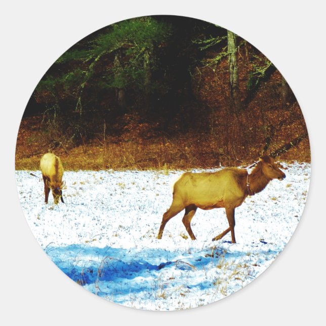 DSC00131.JPG STICKER (Front)