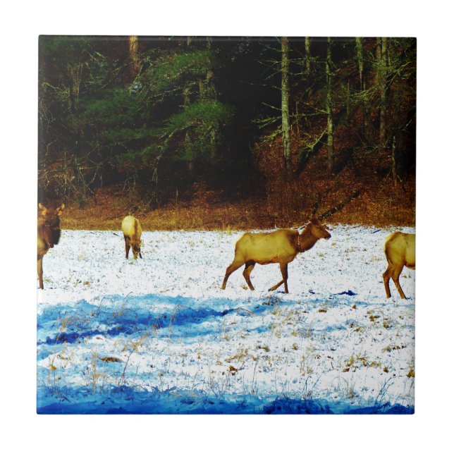 DSC00131.JPG TILE (Front)