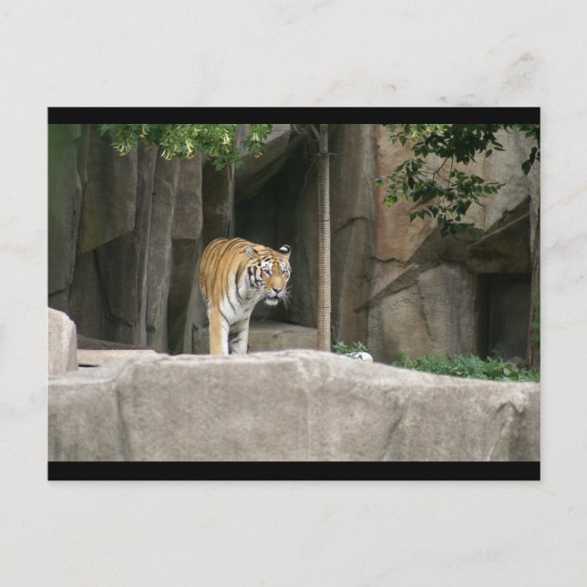 DSC00222 POSTCARD (Front)