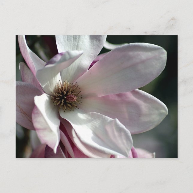 DSC01774 a Postcard (Front)