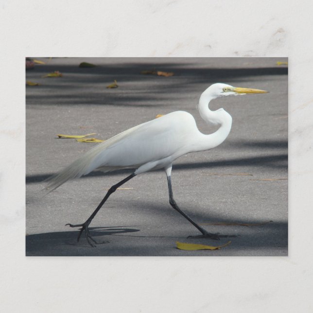 DSC02335 POSTCARD (Front)