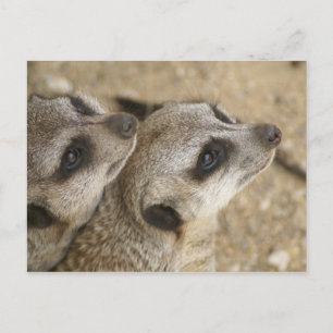 DSC04171 POSTCARD
