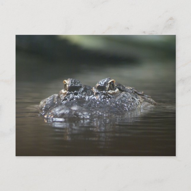 DSC04518 POSTCARD (Front)