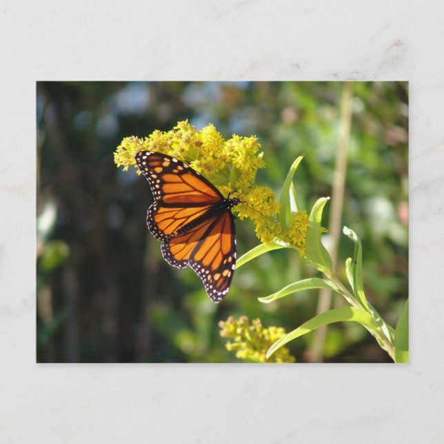 DSC05261 POSTCARD (Front)