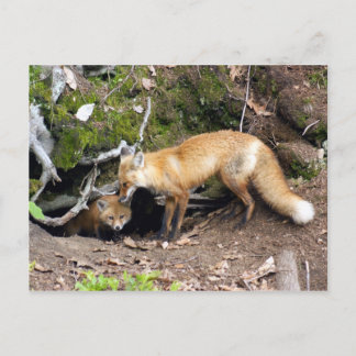 DSC08270 copy Postcard