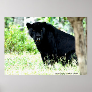 DSC_0235, photography by PAUL GAVIN Poster