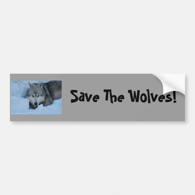 DSC_2225, Save The Wolves! Bumper Sticker (Front)