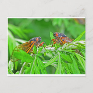 DSC_3480ps.jpg Postcard