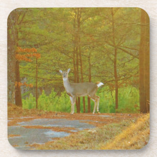 DSCF4041.JPG COASTER