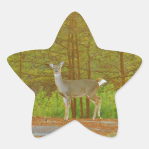 DSCF4041.JPG STAR STICKER