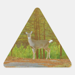 DSCF4041.JPG TRIANGLE STICKER