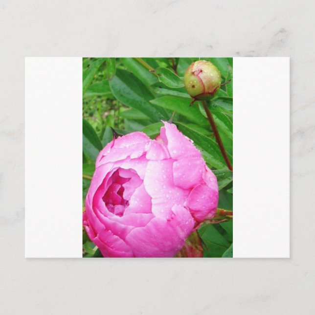 DSCI0964.JPG POSTCARD (Front)