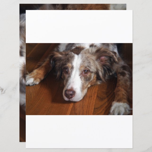 dual sided australian shepherd red merle laying fl (Front/Back)