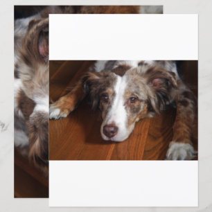 dual sided australian shepherd red merle laying fl
